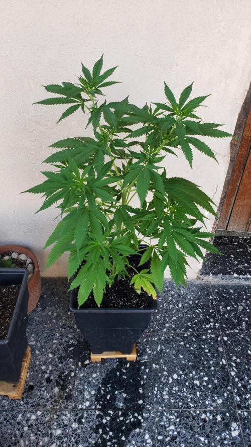 laughing budda Regular 25/26 - Outdoor. Week 5
