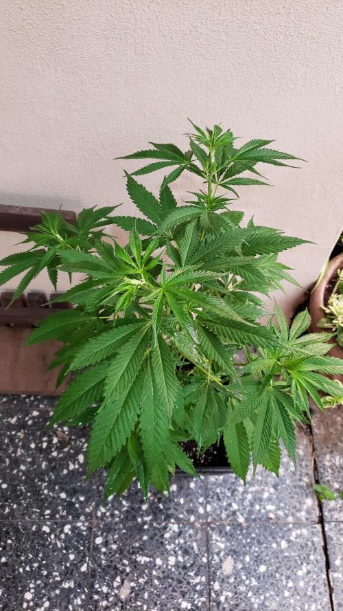laughing budda Regular 25/26 - Outdoor. Week 5