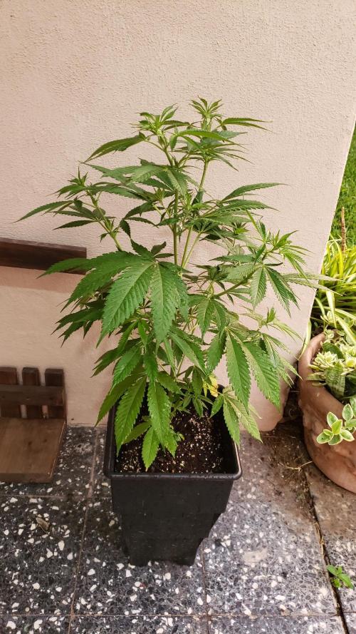 laughing budda Regular 25/26 - Outdoor. Week 5