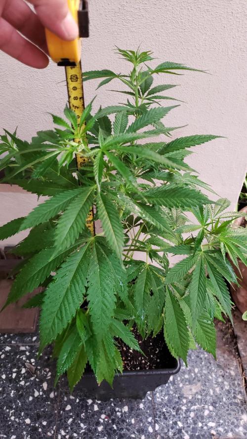 laughing budda Regular 25/26 - Outdoor. Week 5