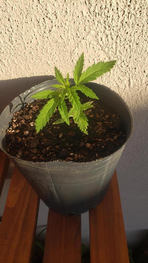BIG BANG  divine seeds - Outdoor2026. Week 4