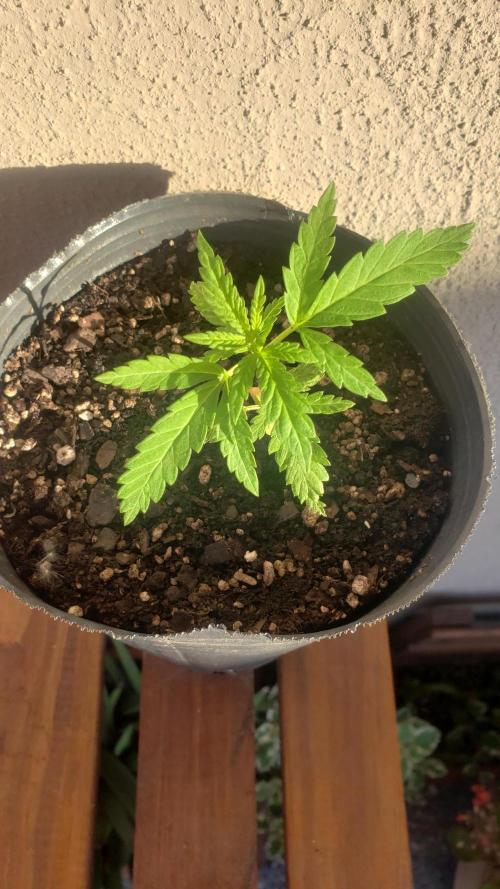 BIG BANG  divine seeds - Outdoor2026. Week 4