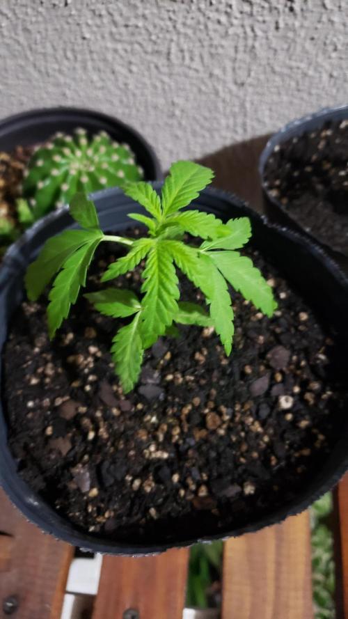 BIG BANG  divine seeds - Outdoor2026. Week 4