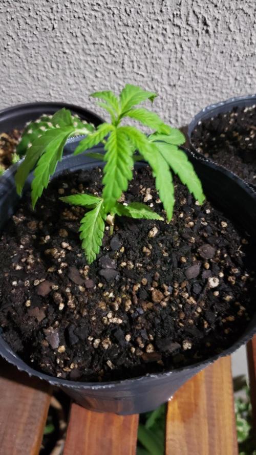 BIG BANG  divine seeds - Outdoor2026. Week 4