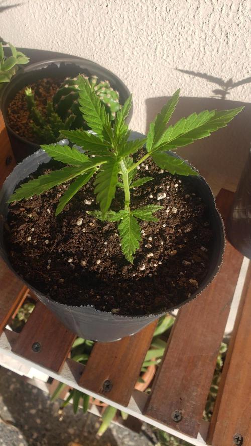 BIG BANG  divine seeds - Outdoor2026. Week 4