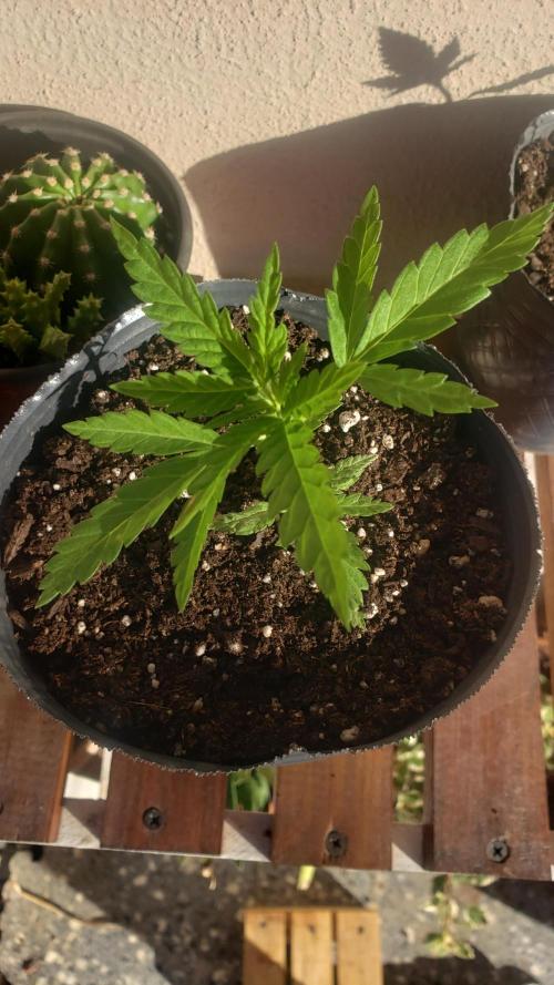 BIG BANG  divine seeds - Outdoor2026. Week 4