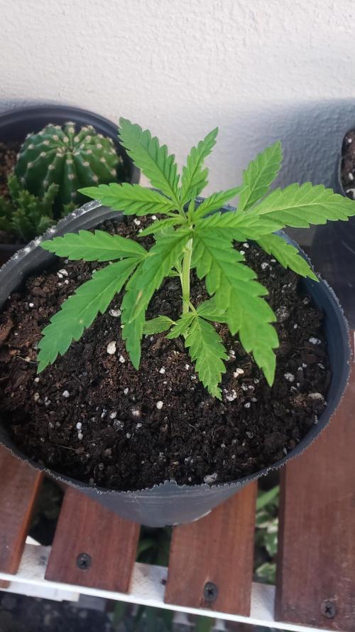 BIG BANG  divine seeds - Outdoor2026. Week 4