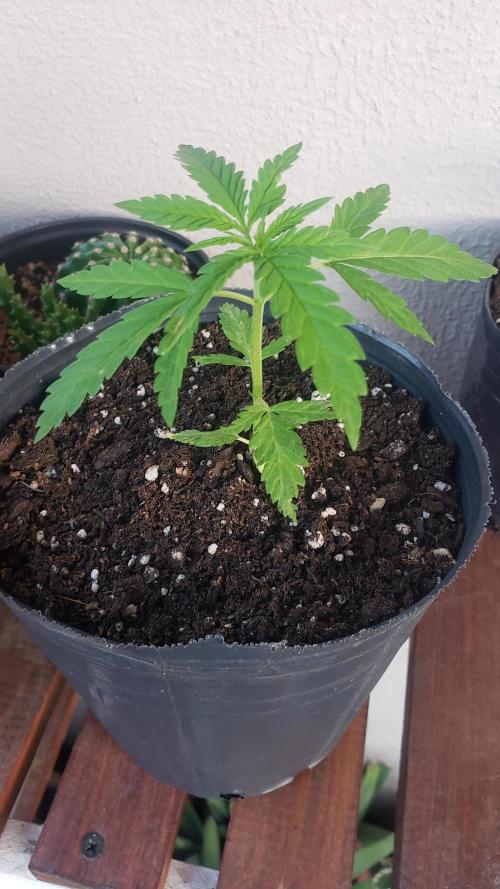 BIG BANG  divine seeds - Outdoor2026. Week 4