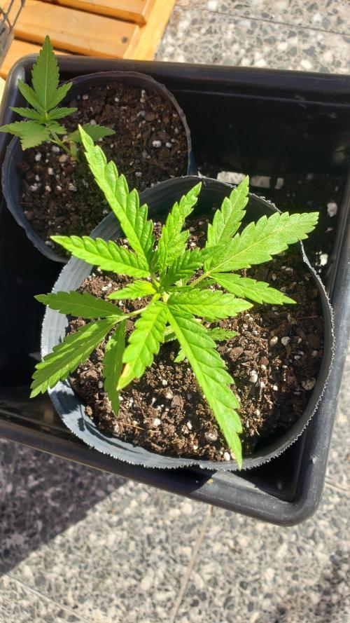 BIG BANG  divine seeds - Outdoor2026. Week 4