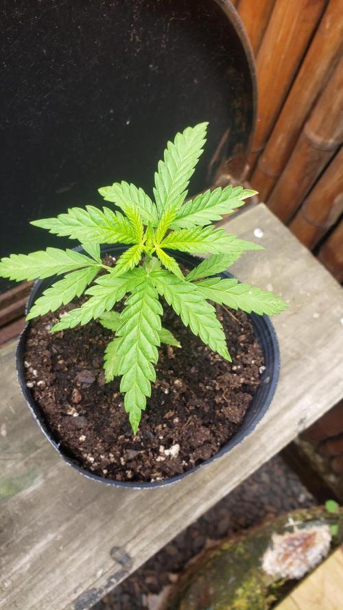 BIG BANG  divine seeds - Outdoor2026. Week 4