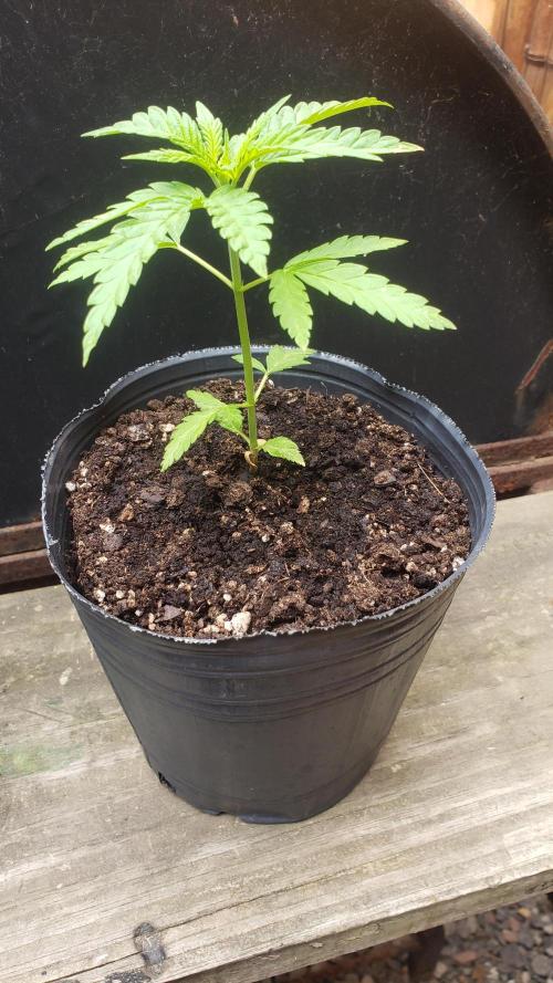 BIG BANG  divine seeds - Outdoor2026. Week 4