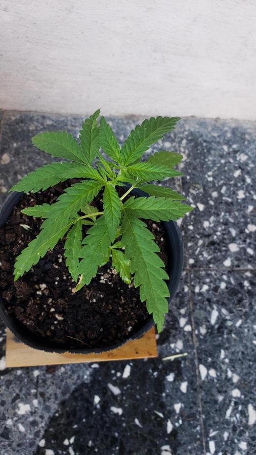 BIG BANG  divine seeds - Outdoor2026. Week 4