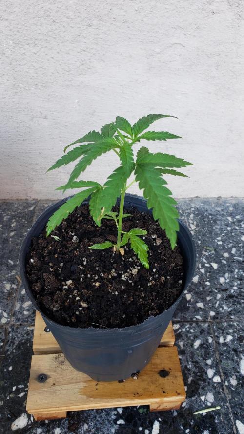 BIG BANG  divine seeds - Outdoor2026. Week 4