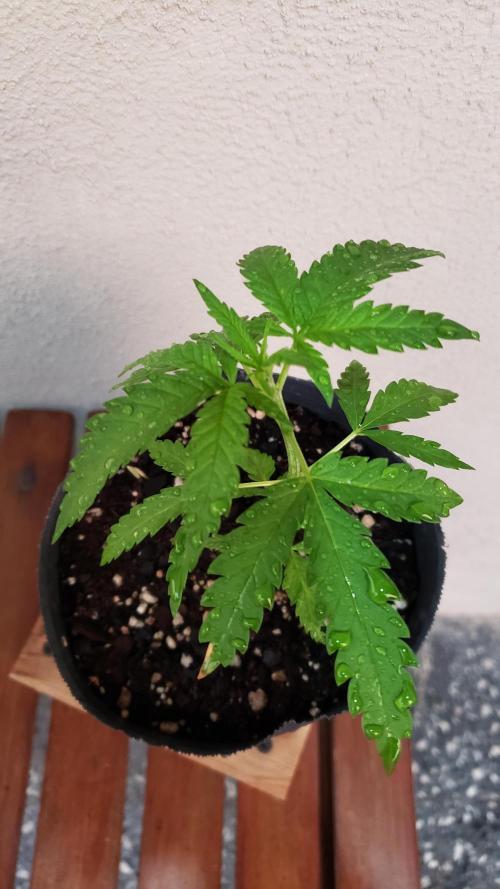 BIG BANG  divine seeds - Outdoor2026. Week 4