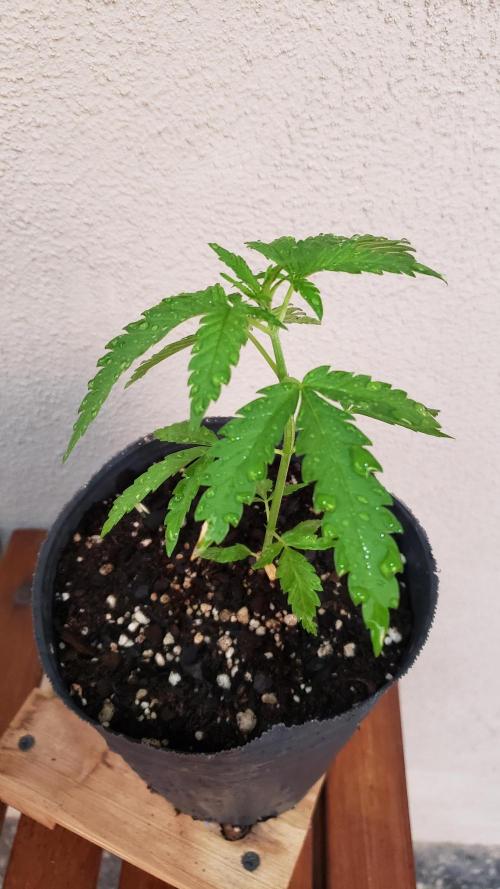 BIG BANG  divine seeds - Outdoor2026. Week 4