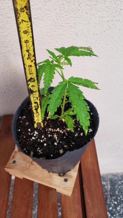 BIG BANG  divine seeds - Outdoor2026. Week 4