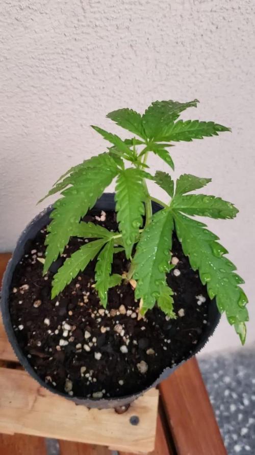 BIG BANG  divine seeds - Outdoor2026