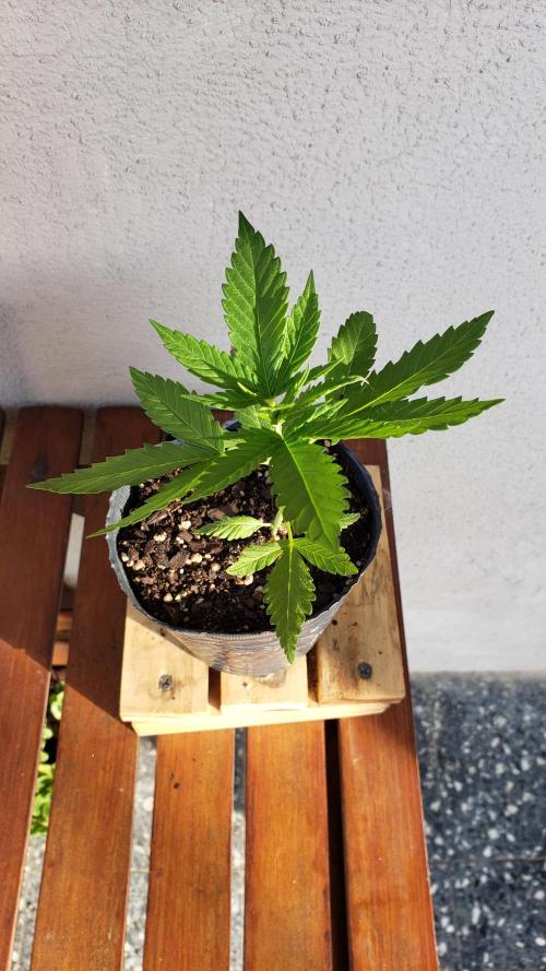 Gorilla Cookies FF - Outdoor 2026. Week 2