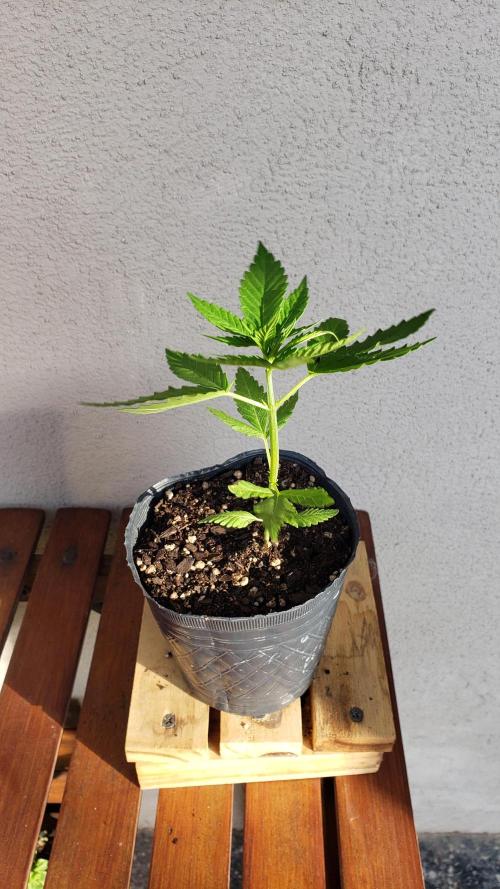 Gorilla Cookies FF - Outdoor 2026. Week 2