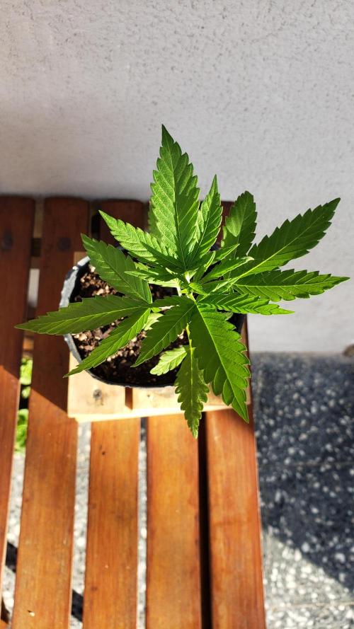 Gorilla Cookies FF - Outdoor 2026. Week 2