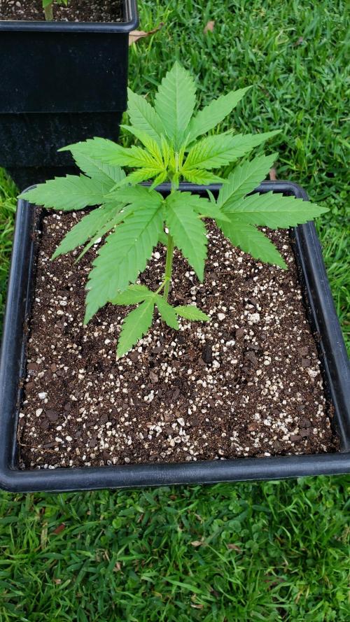 Gorilla Cookies FF - Outdoor 2026. Week 2