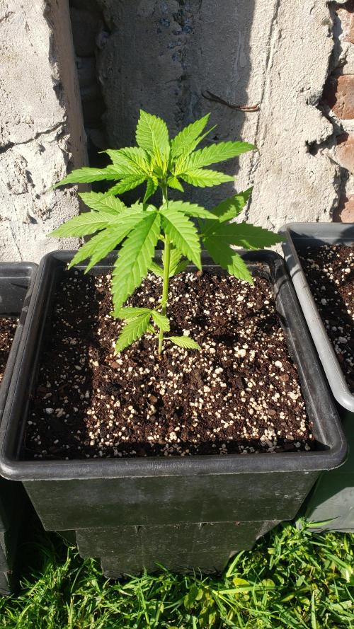 Gorilla Cookies FF - Outdoor 2026. Week 2