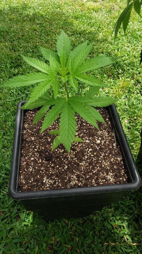 Gorilla Cookies FF - Outdoor 2026. Week 2