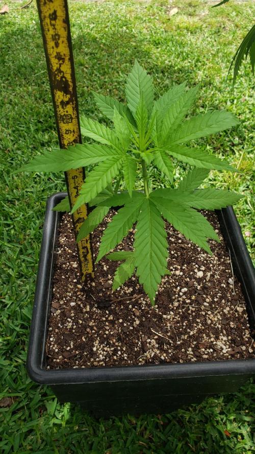 Gorilla Cookies FF - Outdoor 2026. Week 2