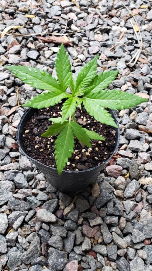 Gorilla Cookies FF - Outdoor 2026. Week 2