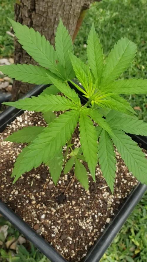 Gorilla Cookies FF - Outdoor 2026