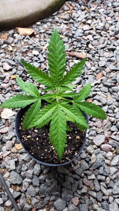 BIG BANG  divine seeds - Outdoor2026. Week 5