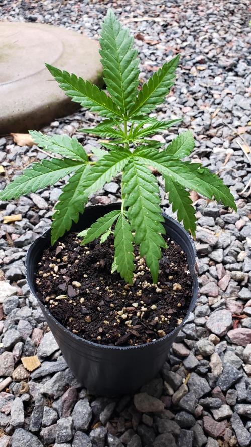 BIG BANG  divine seeds - Outdoor2026. Week 5