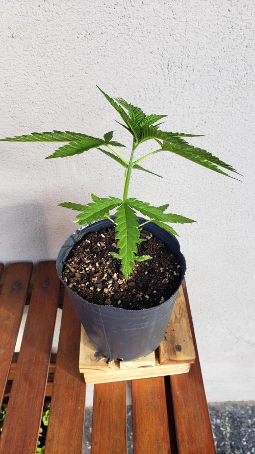 BIG BANG  divine seeds - Outdoor2026. Week 5