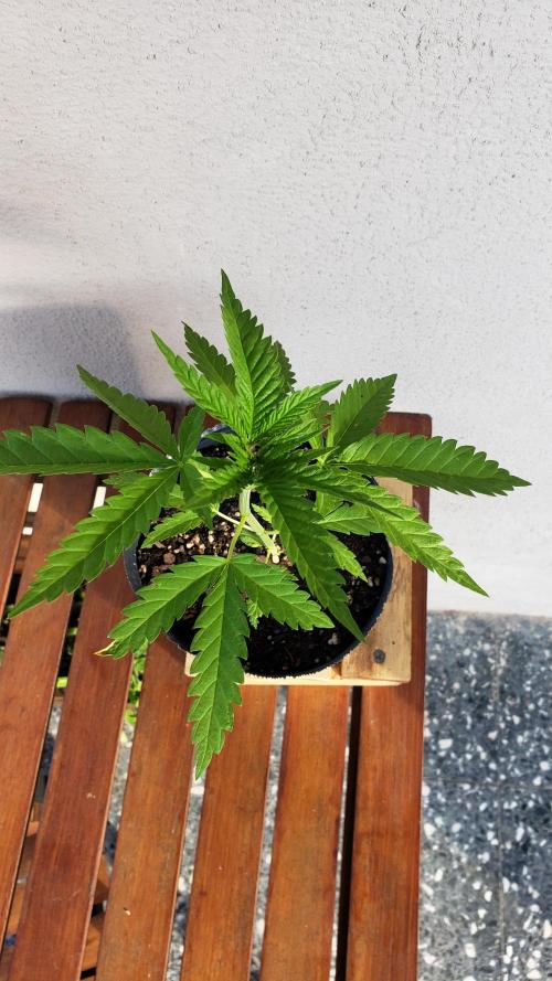 BIG BANG  divine seeds - Outdoor2026. Week 5