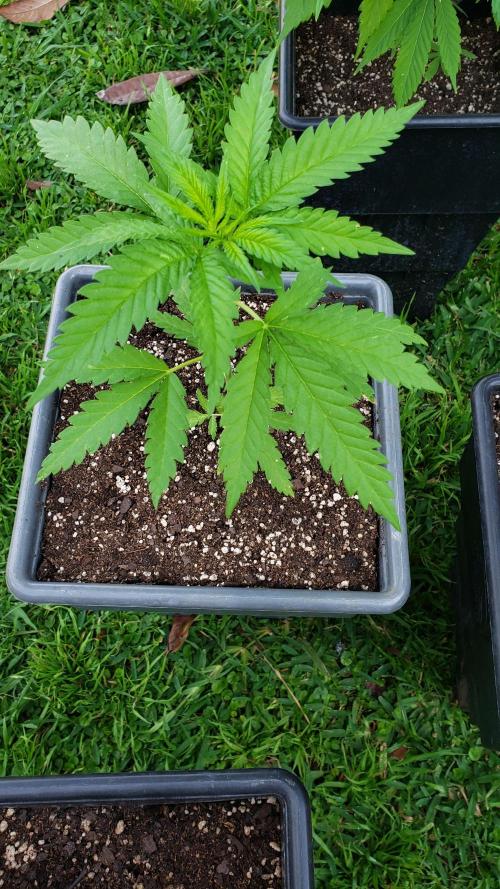 BIG BANG  divine seeds - Outdoor2026. Week 5