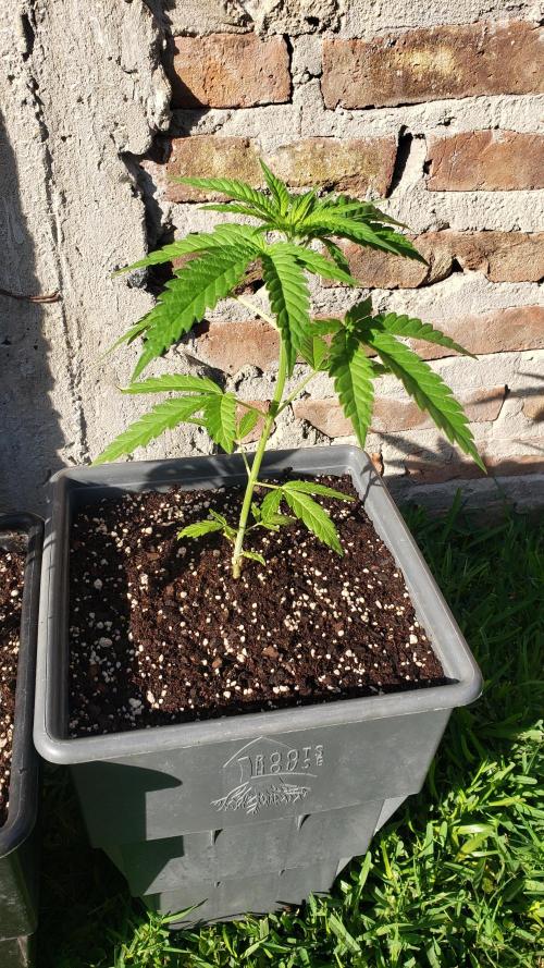 BIG BANG  divine seeds - Outdoor2026. Week 5