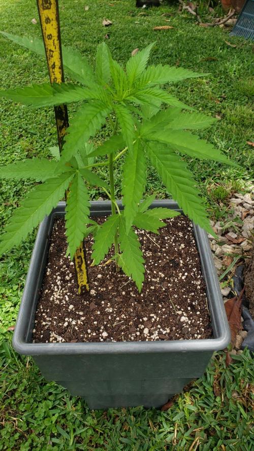 BIG BANG  divine seeds - Outdoor2026. Week 5