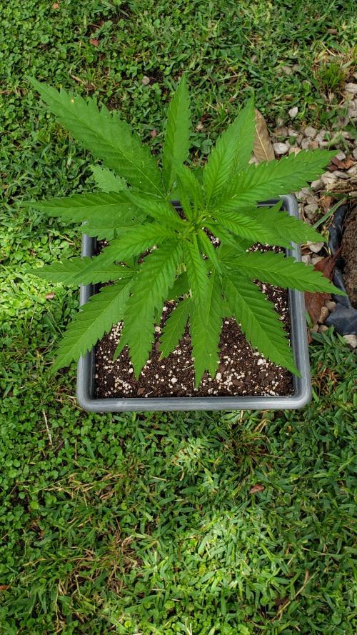 BIG BANG  divine seeds - Outdoor2026. Week 5