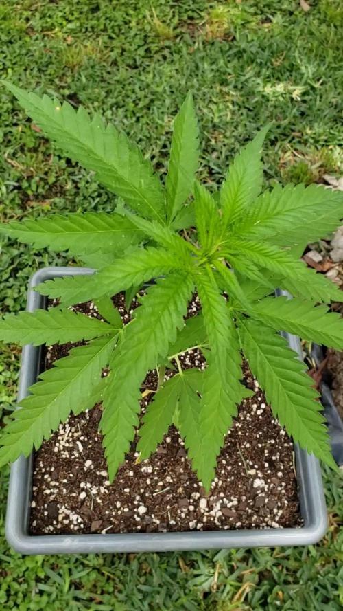 BIG BANG divine seeds - Outdoor2026