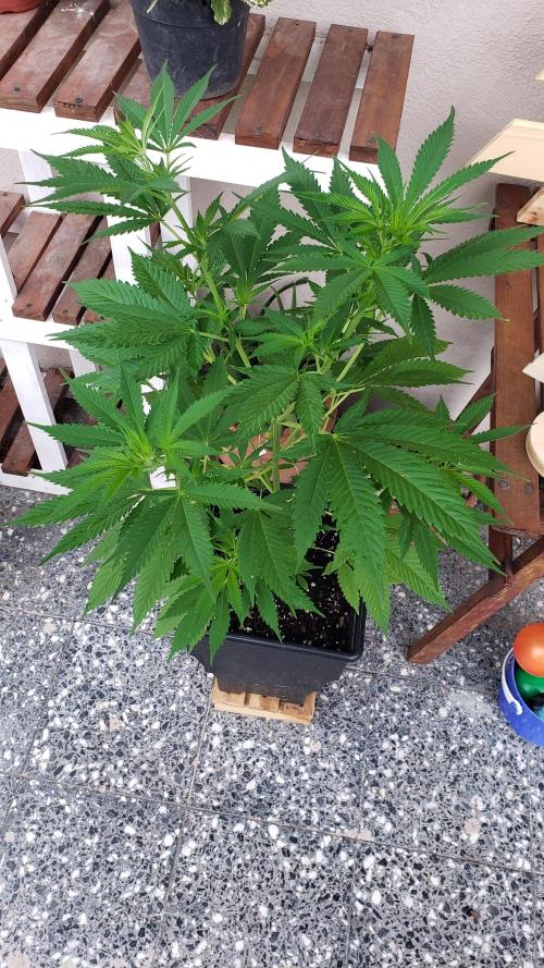 laughing budda Regular 25/26 - Outdoor. Week 6