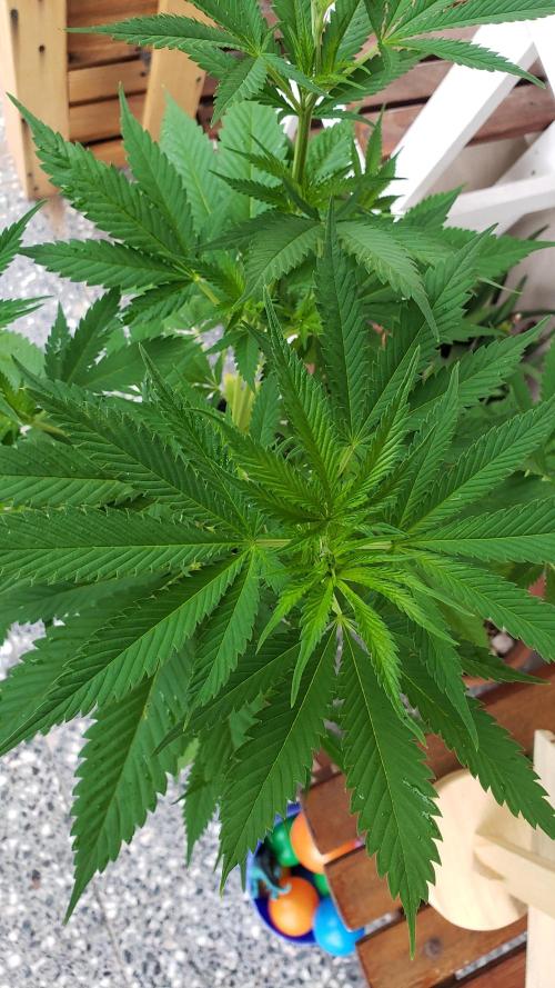 laughing budda Regular 25/26 - Outdoor. Week 6