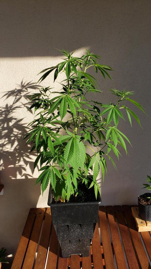 laughing budda Regular 25/26 - Outdoor. Week 6