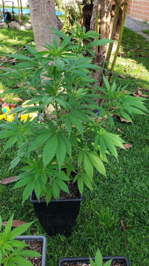 laughing budda Regular 25/26 - Outdoor. Week 6