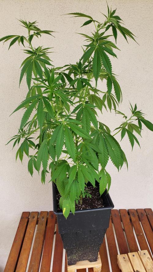 laughing budda Regular 25/26 - Outdoor. Week 6