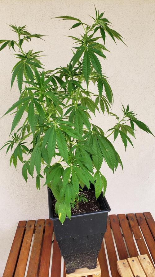 laughing budda Regular 25/26 - Outdoor. Week 6