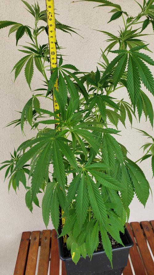 laughing budda Regular 25/26 - Outdoor. Week 6