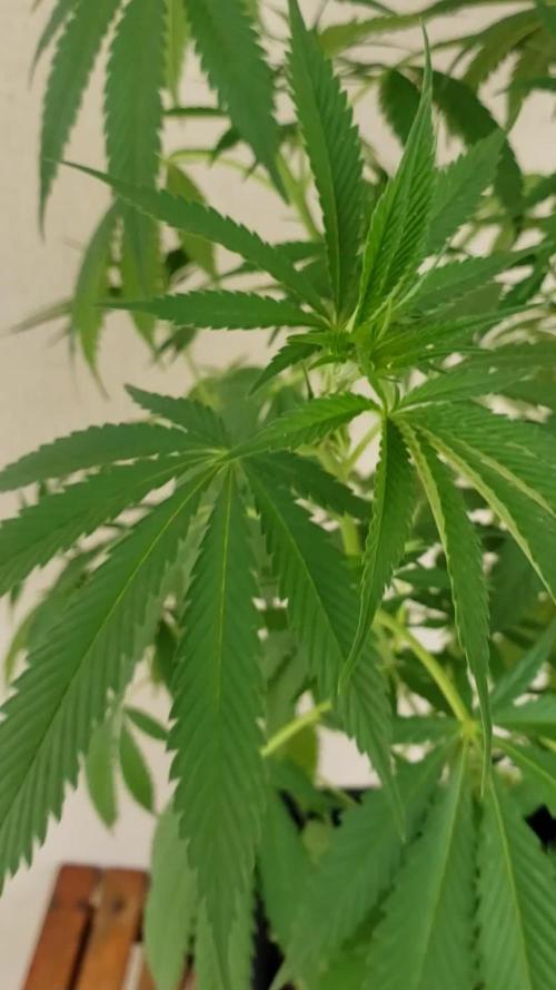 laughing budda Regular 25/26 - Outdoor