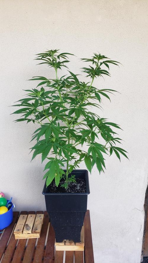 laughing budda Regular 25/26 - Outdoor. Week 7