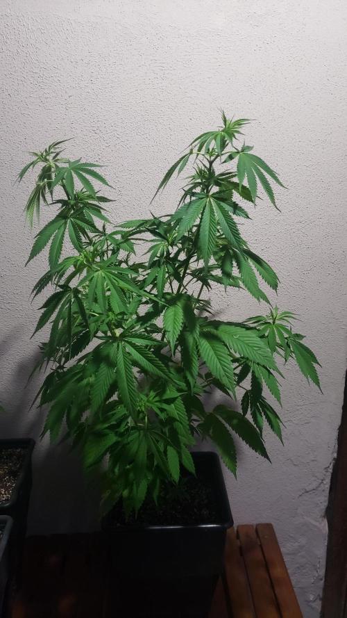 laughing budda Regular 25/26 - Outdoor. Week 7