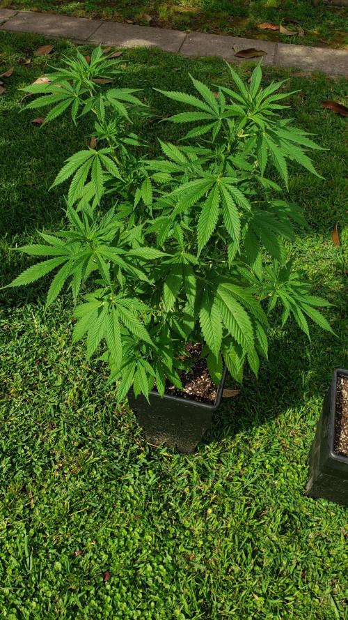 laughing budda Regular 25/26 - Outdoor. Week 7